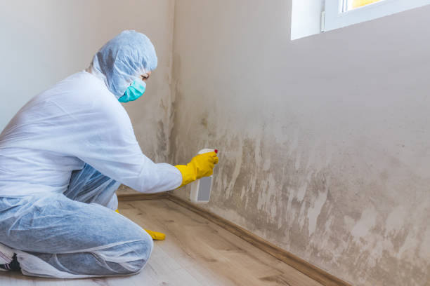 Mold Remediation specialist working in Berkeley