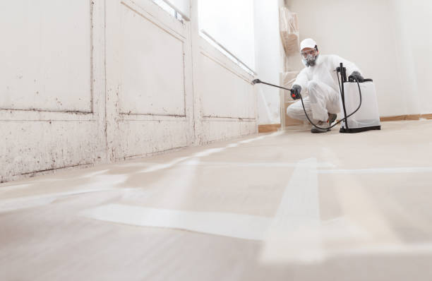 Black mold remediation team in Berkeley