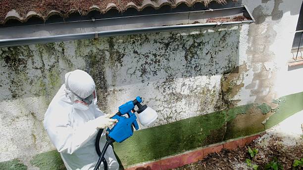Mold Remediation service in Berkeley, Berkeley, IL
